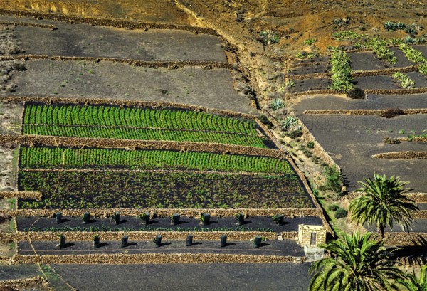 2016, Haria, Lanzarote, Haria, ESP, Spain, Canary Islands, Canary Islands, Atlantic Ocean, Lanzarote, biosphere reserve, volcano, volcanism, volcanic island, island, recording date, Europe