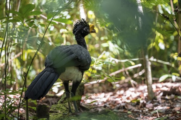 Tuberkehlhokko (Crax rubra), adult male, in the tropical rainforest, Corcovado National Park, Osa, Puntarena Province, Costa Rica, Central America