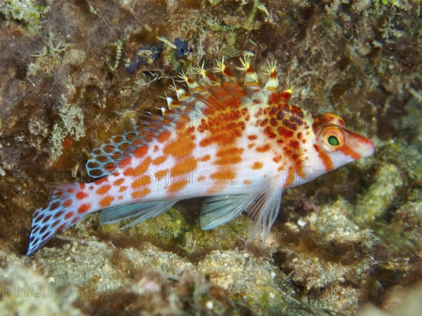 Coral hawkfish (Cirrhitichthys falco), orange-red fish with bushy crest, in a coral reef, Spice Reef dive site, Penyapangan, Bali, Indonesia, Asia