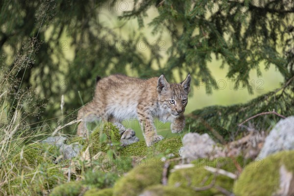 One young (10 weeks old) male Eurasian lynx, (Lynx lynx), walking over mossy rocks at a forest edge