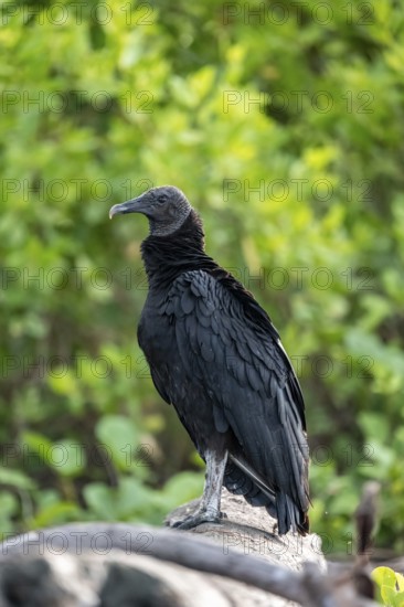 Raven vulture (Coragyps atratus), sitting on a tree trunk, Corcovado National Park, Osa Peninsula, Puntarena Province, Costa Rica, Central America