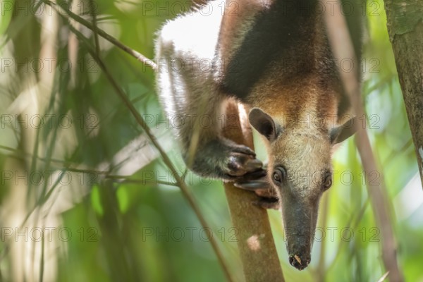 Northern tamandua (Tamandua mexicana), anteater sitting in a tree, in the rainforest, Corcovado National Park, Osa, Puntarena Province, Costa Rica, Central America