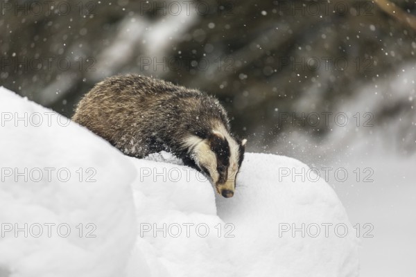 One young European badger (Meles meles) walking through deep snow during snow fall