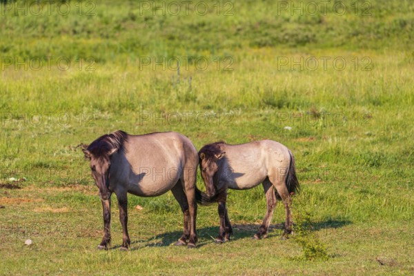 One Tarpan mare (Equus ferus) and her foal grazing in a clearing. Masuria tarpan horse reserve, belonging to the scientific station in Popielno, Masuria, North Poland