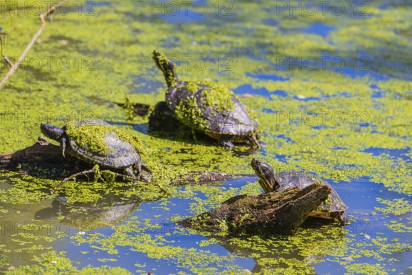 A group of red-eared slider (Trachemys scripta elegans)rests on logs lying in a pond covered with Lemna minor, the common duckweed