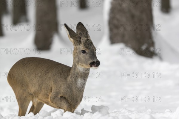 One young male Roe Deer, Roe buck (Capreolus capreolus), walking through a forest in deep snow. Trees in the background