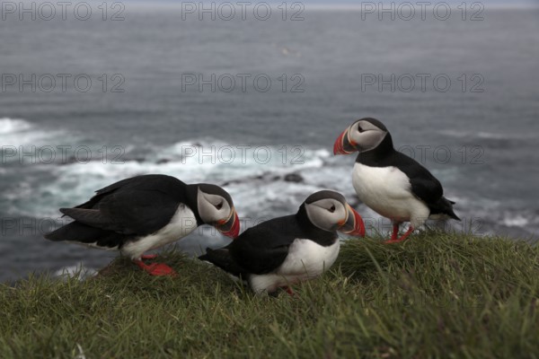 Atlantic Puffin, Common Puffin. Fratercula arctica, at the cliffs of Latrabjarg, Iceland, Europe