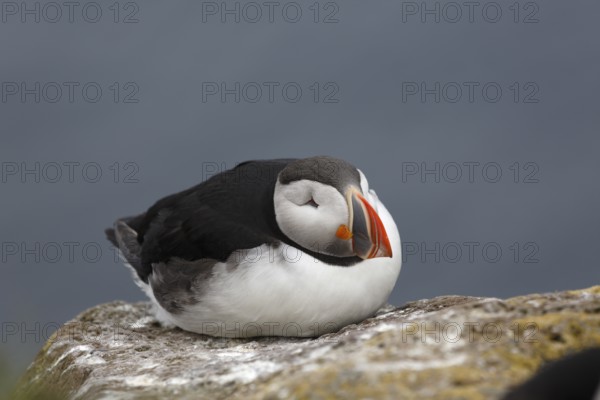 Atlantic Puffin, Common Puffin. Fratercula arctica, at the cliffs of Latrabjarg, Iceland, Europe