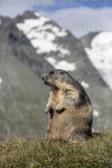 One adult Alpine Marmot, Marmota marmota, sitting in front of the Grossglockner mountain in bright sunlight and a blue sky with some clouds