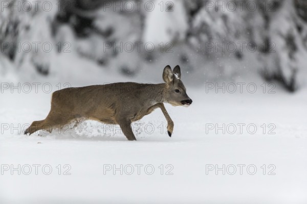 One young male Roe Deer, Roe buck (Capreolus capreolus), running through deep snow. Trees in the background