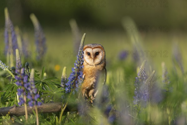 One barn owl (Tyto alba) sitting on a branch lying in a field of flowering lupines in late evening light