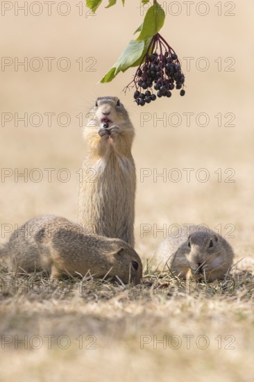 One European ground squirrel (Spermophilus citellus) or European souslik standing erected in dry grass and trying to catch some berries of European dwarf elder (Sambucus ebulus)