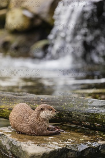 One oriental small-clawed otter or Asian small-clawed otter (Aonyx cinerea), lying on a rock surrounded by water and a little cascade in the background. Eating some fish