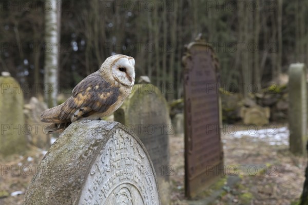 One barn owl (Tyto alba) perched on a very old gravestone in a forest. Green vegetation in the background