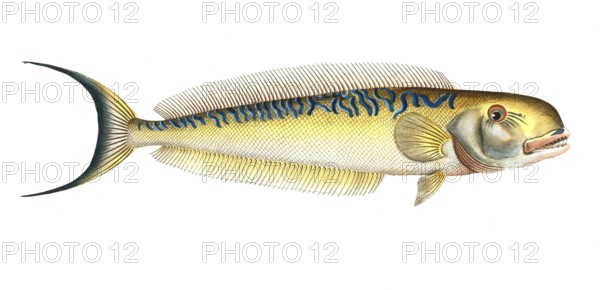 Fish, Fish, Coryphaena Plumieri, Malacanthus plumieri, Sea peacock, sand tilefish, Historical, digitally restored reproduction from a 19th century original, Record date not stated