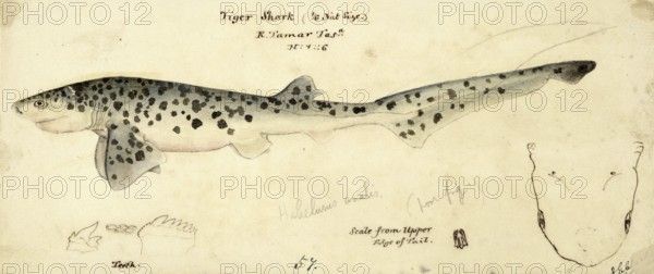 Broadnose sevengill shark, Notorynchus cepedianus, broadnose sevengill shark, fish, reproduction of an original, by Frank Edward Clarke (b. 1849, d. 1899), ichthyologist and scientific draughtsman