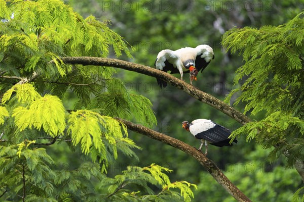 King vulture (Sarcoramphus papa), cock, vulture birds (Aegypiinae), Laguna del Lagarto Lodge, Alajuela, Costa Rica, Central America