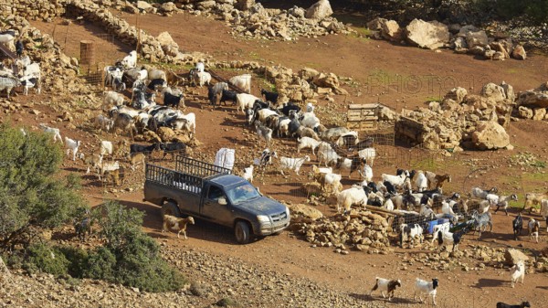 A vehicle parked next to a large herd of goats on stony ground, sheep (e) or goat (n), ovis, caprae, Crete, Greek Islands, Greece, Europe