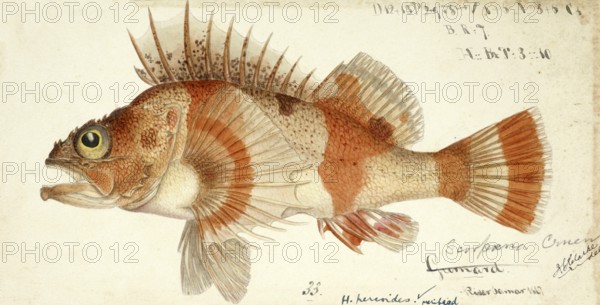 Red gurnard perch, Helicolenus percoides, reef ocean perch, coral cod, coral perch, Jock Stewart, kuriarki, ocean perch, red gurnard perch, fish, reproduction of an original, by Frank Edward Clarke (b. 1849, d. 1899), ichthyologist and scientific draughtsman