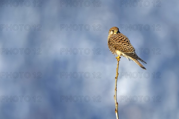 Kestrel (Falco tinnunculus), female, Münster, Tyrol, Austria, Europe