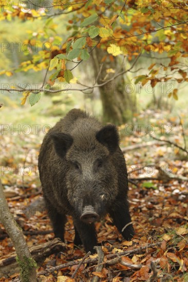 Wild boar (Sus scrofa) boar in a colourful autumn forest, Allgäu, Bavaria, Germany, Allgäu, Bavaria, Germany, Europe