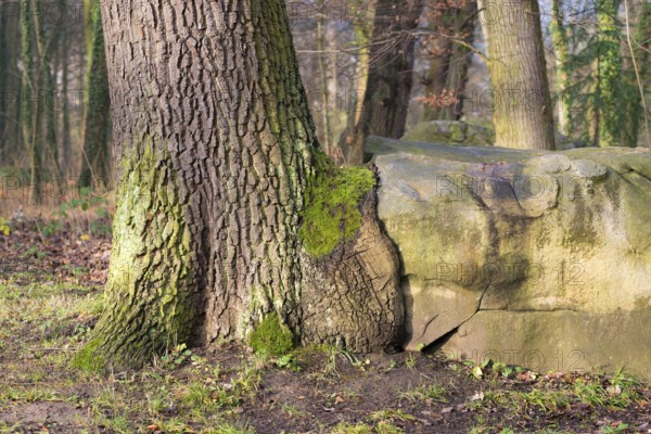 English oak (Quercus robur) growing over boulders, old tree next to stone in forest, symbolising connection, embrace, adaptation to environmental conditions or living conditions, Buddhist wisdom, Hesse, Germany, Europe