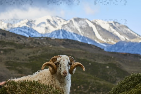 A sheep in the foreground with snow-capped mountains in the background, Kallikratis, Kallikratis Gorge, Sfakia, West Crete, Crete, Greek Islands, Greece, Europe