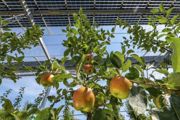 Agri-photovoltaic test plant, an apple tree plantation with two different systems of PV modules was roofed over 3000 square metres, rain and sunlight comes through, at the same time protection against hail and heavy rain, next to it are the same trees but without a solar roof, as a comparison object, how the PV roof affects the trees and harvest, the field test is accompanied by the Fraunhofer Institute for Solar Energy Systems ISE, in Grafschaft-Gelsdorf, Rhineland-Palatinate, Germany, Europe