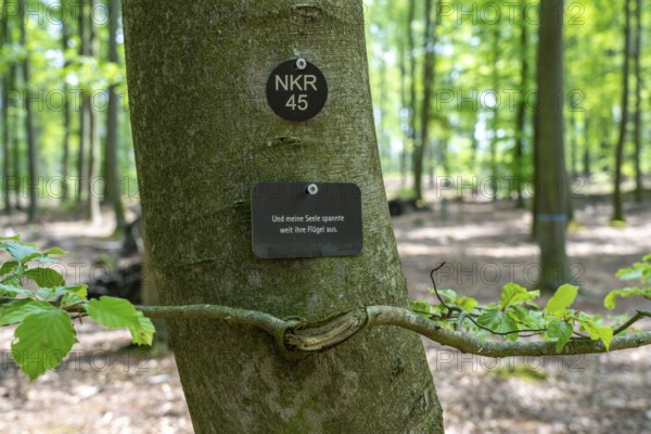 Cemetery forest, burial place in the forest, in biodegradable urns, under trees, Niederkrüchten, North Rhine-Westphalia, Germany, Europe