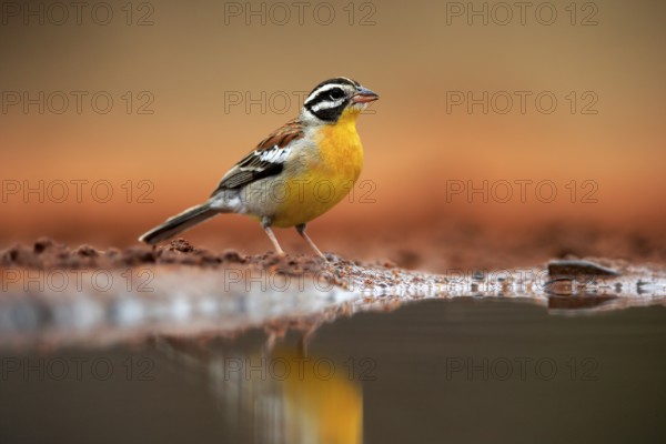 Golden-breasted Bunting (Emberiza flaviventris), adult, at the water's edge, Kruger National Park, Kruger National Park, South Africa, Africa