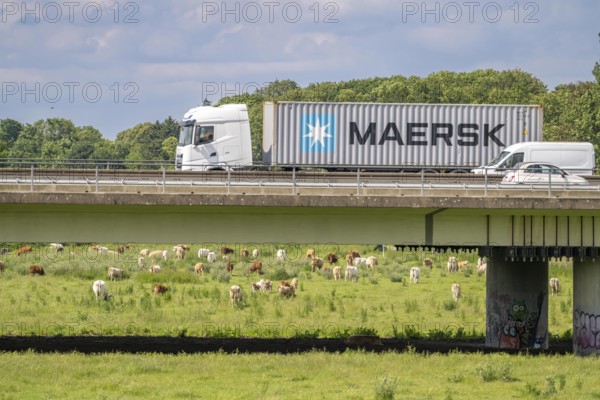 Container lorry on the A40 motorway, bridge over the Ruhr and Styrumer Ruhrauen, herd of cattle, dairy cows grazing, Mülheim an der Ruhr, North Rhine-Westphalia, Germany, Europe