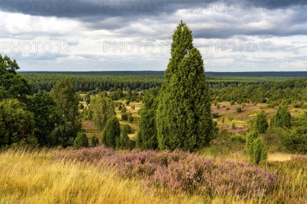 Flowering heath, heather and juniper bushes, near Wilseder Berg, in the Lüneburg Heath nature reserve, Lower Saxony, Germany, Europe