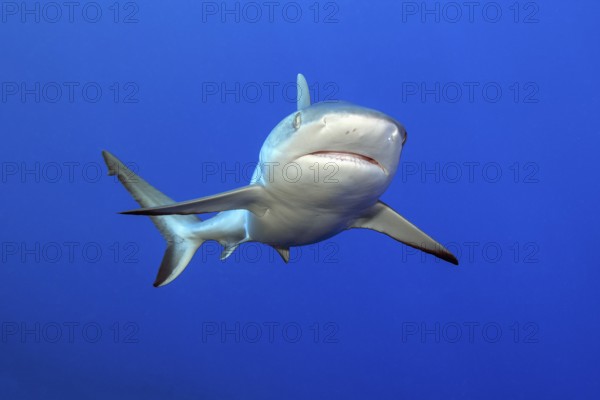 Grey reef shark (Carcharhinus amblyrhynchos) swims with spread fins and slightly open mouth towards the viewer, can be released, Pacific Ocean