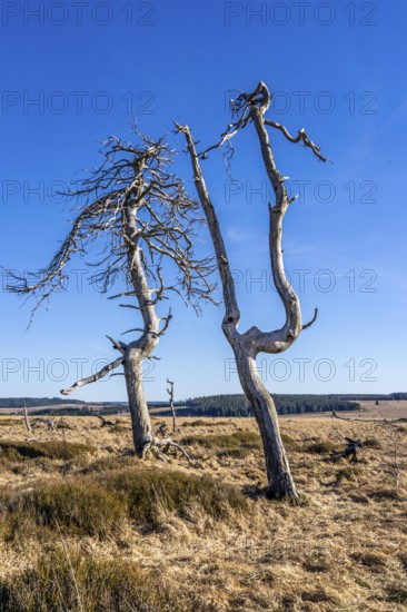 Noir Flohay ghost forest, remnants of a forest fire from 2011 in the High Fens, high moor, in the Eifel and Ardennes region, High Fens-Eifel nature park Park, north-east of Baraque Michel, Belgium, Wallonia, Europe