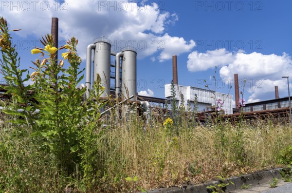 Nature at the Zollverein coking plant, Zeche Zollverein, flowering meadows between conveyor bridges, chimneys, chemical plants, coke oven batteries, North Rhine-Westphalia, Germany, Europe