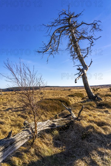 Noir Flohay ghost forest, remnants of a forest fire from 2011 in the High Fens, high moor, in the Eifel and Ardennes region, High Fens-Eifel nature park Park, north-east of Baraque Michel, Belgium, Wallonia, Europe