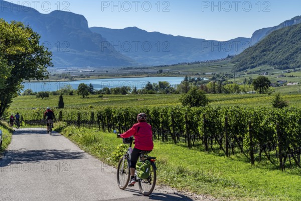 Cycle path through the wine-growing areas in South Tyrol, near Kaltern on the wine route, shortly in front of the grape grape harvest, Lake Kaltern, South Tyrol, Italy, Europe