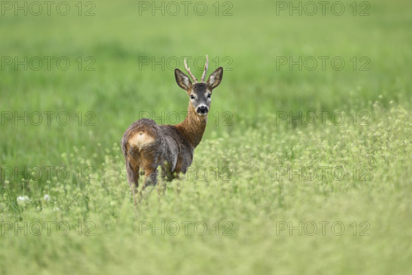 Roebuck (Capreolus capreolus), standing in a meadow, Lake Neusiedl National Park, Seewinkel, Burgenland, Austria, Europe