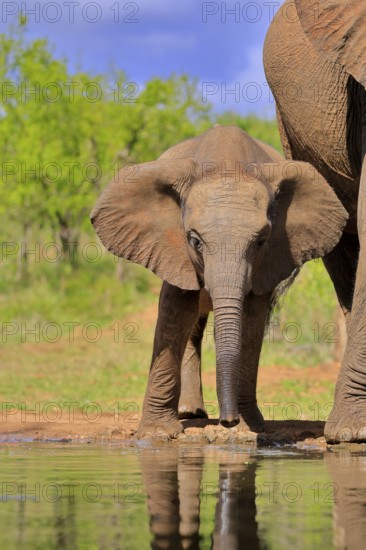 African elephant (Loxodonta africana), young animal, mother, young animal with mother, at the water, drinking, Kruger National Park, Kruger National Park, South Africa, Africa