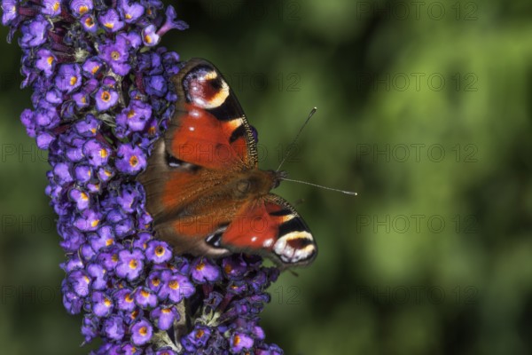 Peacock butterfly (Inachis io) on purple flowers of butterfly bush (Buddleja) in green surroundings, Baden-Württemberg, Germany, Europe