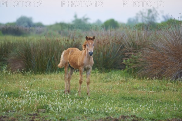 Camargue horse foal stands on the meadow and looks into the camera, Summer, Camargue, France, Europe