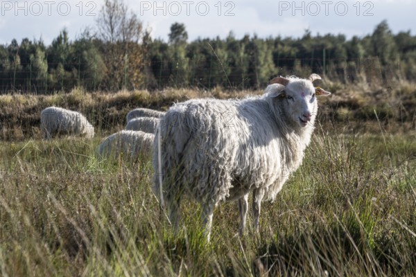 White horned Heidschnucken (Ovis gmelini) in the moor, Emsland, Lower Saxony, Germany, Europe