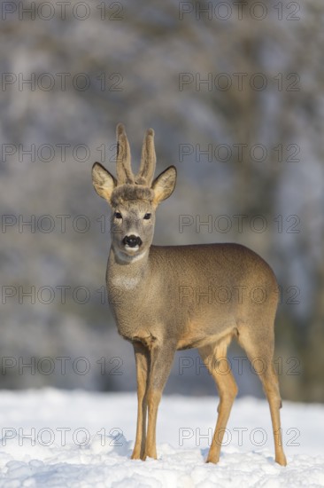 One male Roe Deer, (Capreolus capreolus), walking over a snowy meadow. Snow covered trees in the background