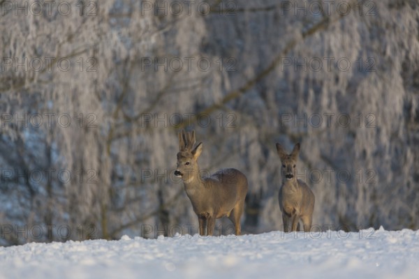 One female and one male Roe Deer, (Capreolus capreolus), walking over a snowy meadow. Snow covered trees in the background