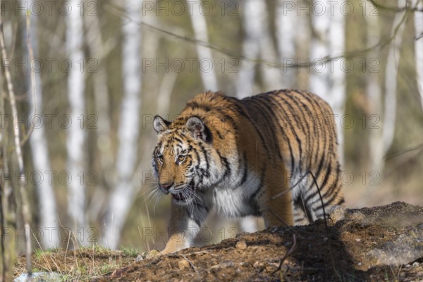 One young female Siberian Tiger, Panthera tigris altaica, walking thru a birch tree forest. Early morning light