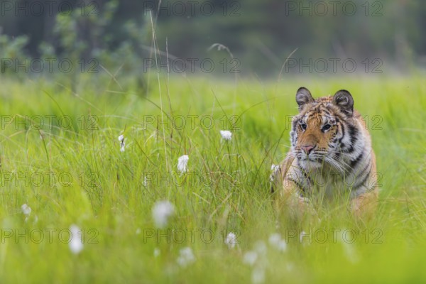 One young female Siberian Tiger, Panthera tigris altaica, running thru tall fresh green grass. Early morning light