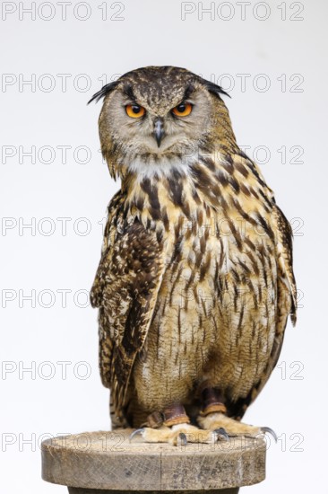 Eurasian eagle-owl (Bubo bubo), Germany, Europe