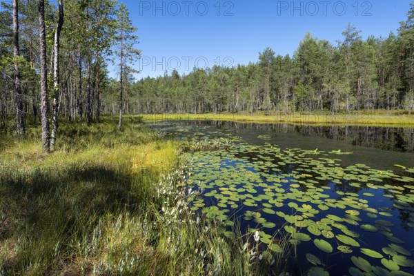 Forest lake with water lilies, Isojärvi National Park, Finland, Europe