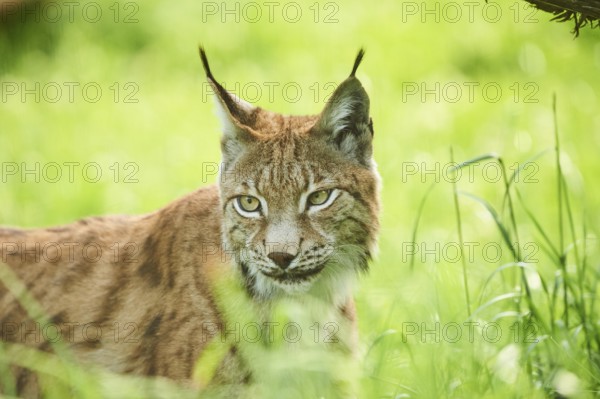 Eurasian lynx (Lynx lynx) standing in the grass, portrait, Wildpark Aurach, Kitzbühl, Tirol, Austria, Europe