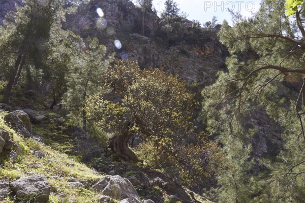 A light-flooded forest in a mountainous landscape with old trees and large stones, Agia Irini Gorge, Lefka Ori, White Mountains, mountain massif, west, Crete, Greece, Europe